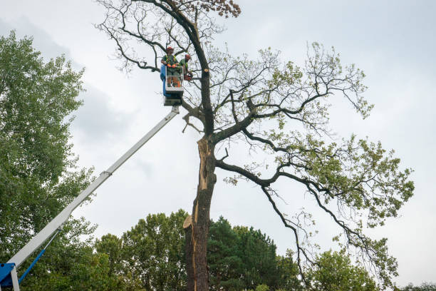 Best Residential Tree Removal  in Basking Ridge, NJ